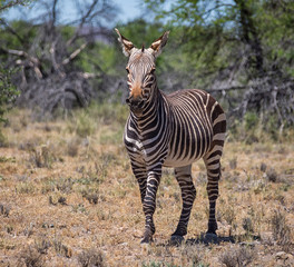 Cape Mountain Zebra