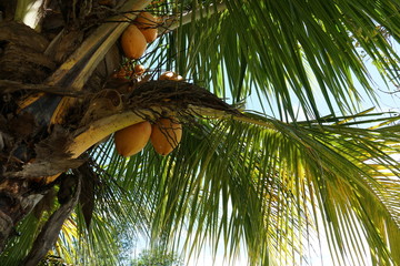 cocco, la merced, peru