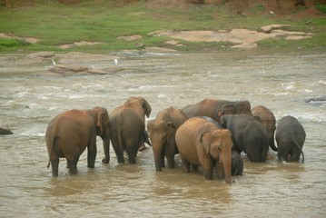 Herd of elephants bathing in the river