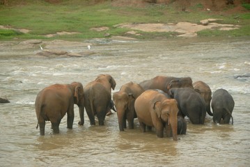Obraz premium Herd of elephants bathing in the river