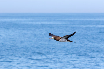 Brown Bobbie in flight