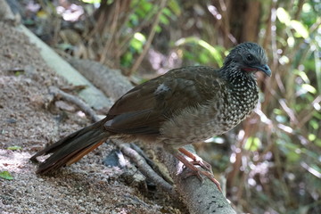 uccello, la merced, peru