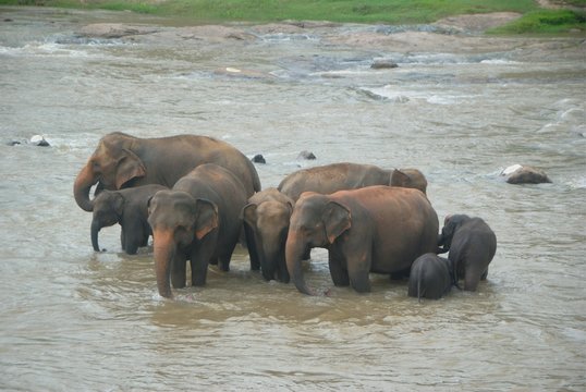 Herd of elephants bathing in the river