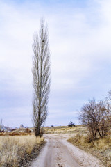 Tree by Dirt Road in the Valley in Cappadocia, Turkey