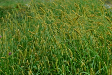 grass in the meadow