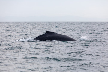 Humpback whale in Panamá - Pacific Ocean