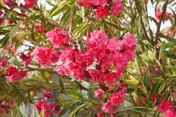 Nerium oleander shrub of pink flowers