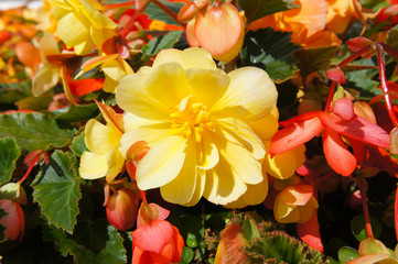 Obraz na płótnie Canvas Trailing begonia illumination apricot yellow and red flowers close up