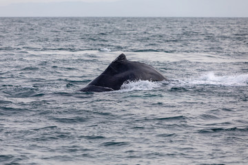 Humpback whale in Panamá - Pacific Ocean