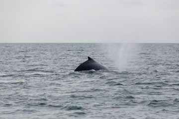 Fototapeta premium Humpback whale in Panamá - Pacific Ocean