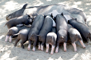 Fototapeta premium Small piglet drinking milk from breast in the zoo