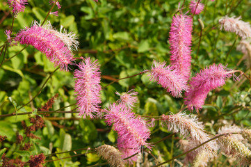Sanguisorba obtusa or japanese burnet plant