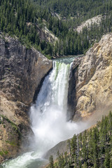 Fototapeta na wymiar Lower Falls of the Grand Canyon of Yellowstone