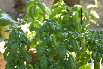 fresh basil grows in vases