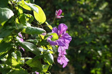 Late large flowered clematis purple flowers with green background