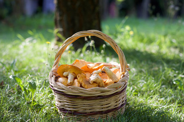 close up of basket of chanterelle mushrooms on green grass.