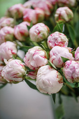 balls bud. Lovely flowers in glass vase. Beautiful bouquet of pink peonies . Floral composition, scene, daylight. Wallpaper