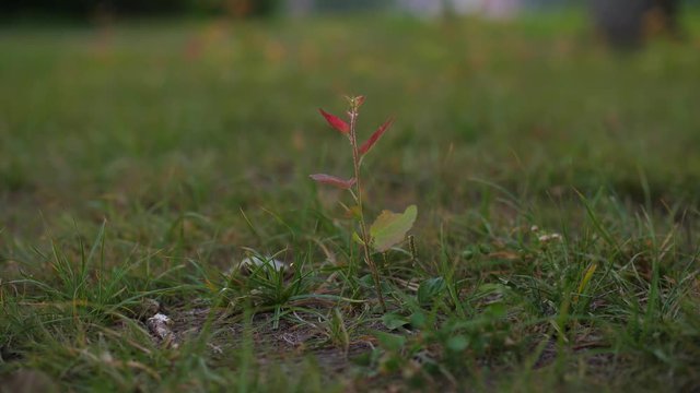 Tree sapling with small green young and red leaves