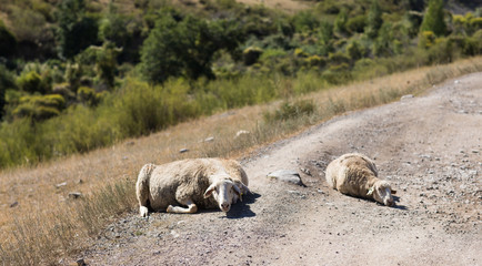 sheep rest on the ground