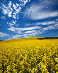 Obraz premium Canola field in the Palouse