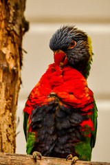 Flamenco de perroquet !