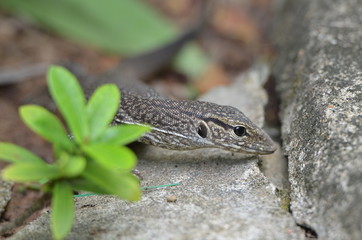 Naklejka premium Bindenwaran, Varanus salvator