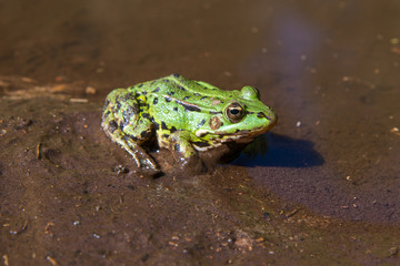 Green frog in a puddle