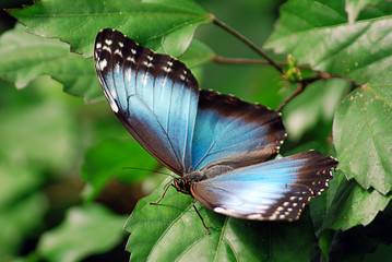 Blauer Morphofalter Morpho peleides