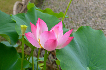 lotus flower in china