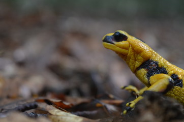 Salamandra di profilo