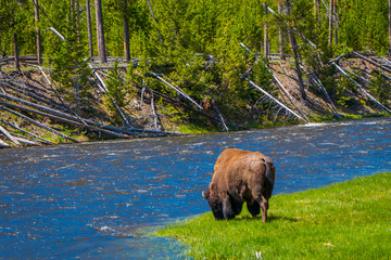 Beautiful outoor view of lonely buffalo grazing alongside a western river in Yellowstone National Park