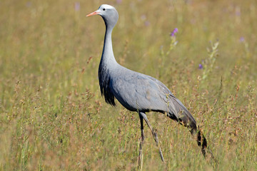 An endangered blue crane (Anthropoides paradisea) walking in grassland, South Africa.