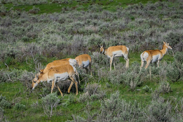 Outdoor view of white-tailed family deers eating grass in the Yellowstone National Park