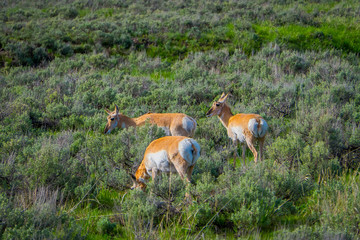 Naklejka na ściany i meble View of white-tailed family deers grazing the grass located in the Yellowstone National Park