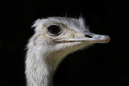 Close-up Portrait of grey Greater rhea (Rhea americana)