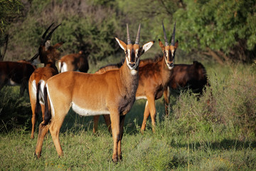 A family group of sable antelopes (Hippotragus niger) in natural habitat, South Africa.