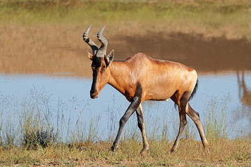 A red hartebeest antelope (Alcelaphus buselaphus) in natural habitat, South Africa.