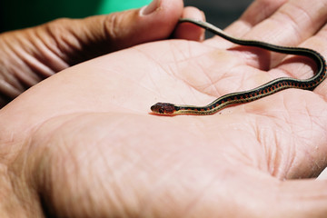 Young striped snake.