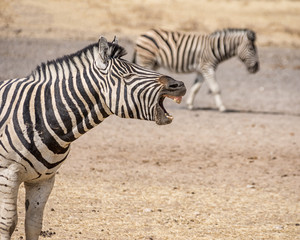 Fototapeta na wymiar Calling Zebra