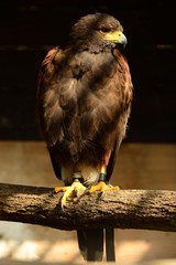 Wüstenbussard Greifvogel
