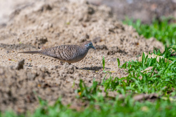 Geopelia striata (Columbidae) bird in nature, living in nature looking for food, Thailand