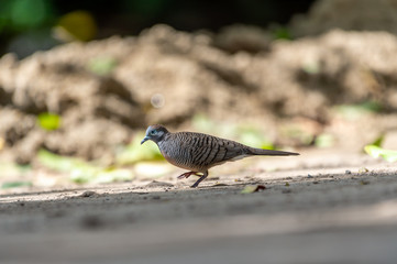 Geopelia striata (Columbidae) bird in nature, living in nature looking for food, Thailand