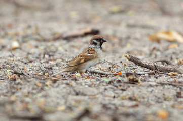 Eurasian Tree Sparrow, common bird in Thailand