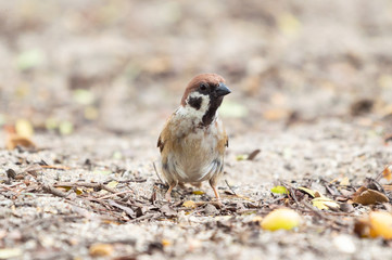 Eurasian Tree Sparrow, common bird in Thailand