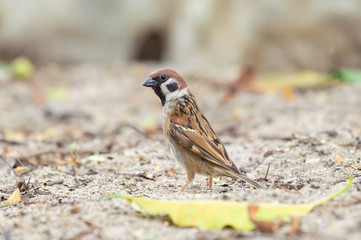 Eurasian Tree Sparrow, common bird in Thailand