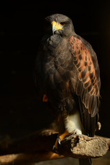 Wüstenbussard Greifvogel