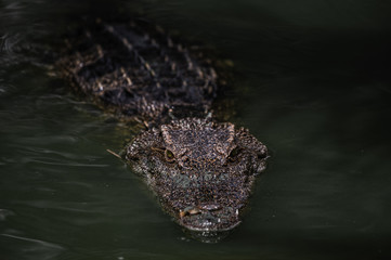 Portrait of freshwater Crocodile in a farm in Thailand, Phuket Crocodile farm, feeding the Crocodylus with raw chicken, it is one of the tourist attraction in Phuket