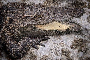 Portrait of freshwater Crocodile in a farm in Thailand, Phuket Crocodile farm, feeding the Crocodylus with raw chicken, it is one of the tourist attraction in Phuket