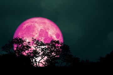 Obraz premium full pink moon back over silhouette leaves on tree in night sky