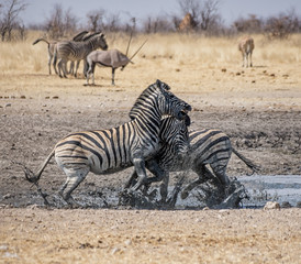 Fototapeta na wymiar Zebra Fighting